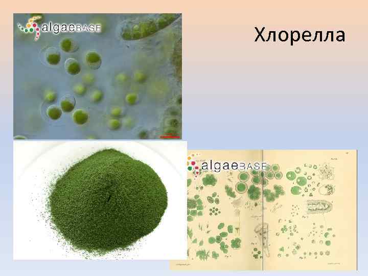 Хлорелла 