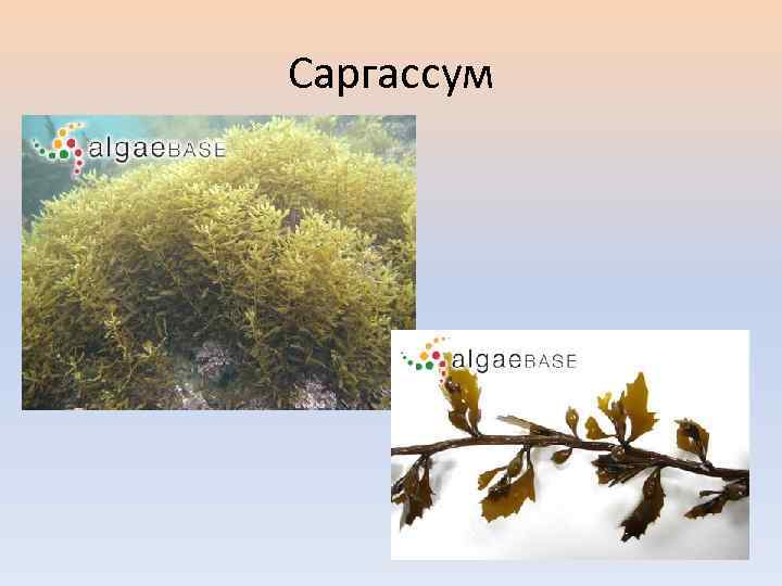 Саргассум 
