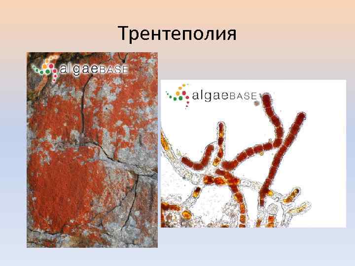 Трентеполия 