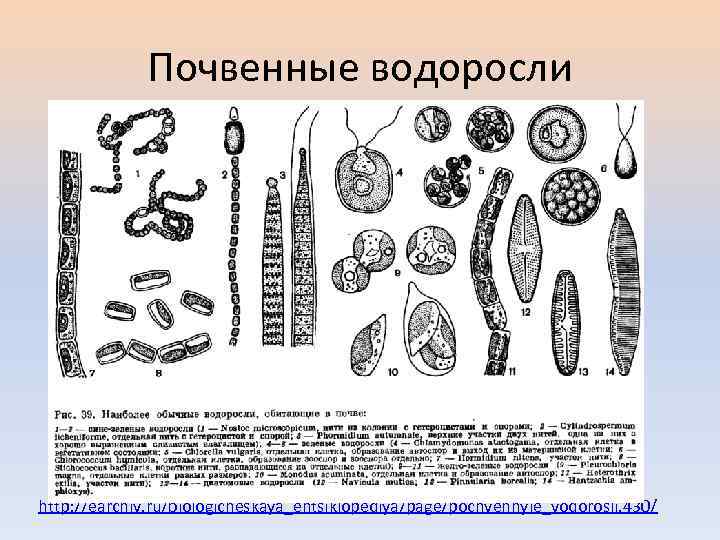 Почвенные водоросли http: //earchiv. ru/biologicheskaya_entsiklopediya/page/pochvennyie_vodorosli. 430/ 