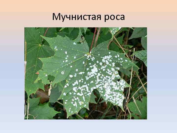 Мучнистая роса 
