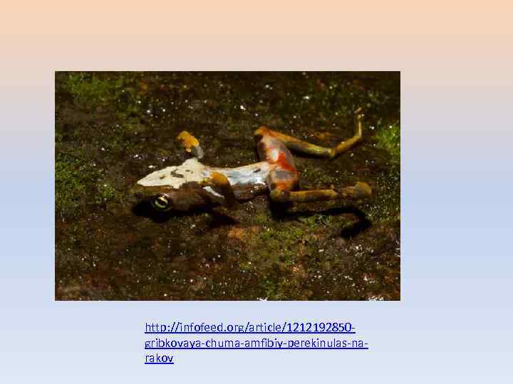 http: //infofeed. org/article/1212192850 gribkovaya-chuma-amfibiy-perekinulas-narakov 