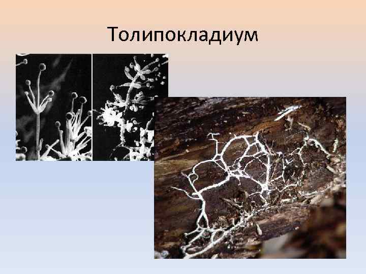 Толипокладиум 