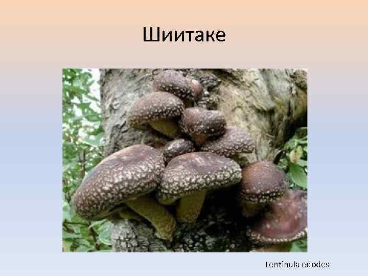 Шиитаке Lentinula edodes 