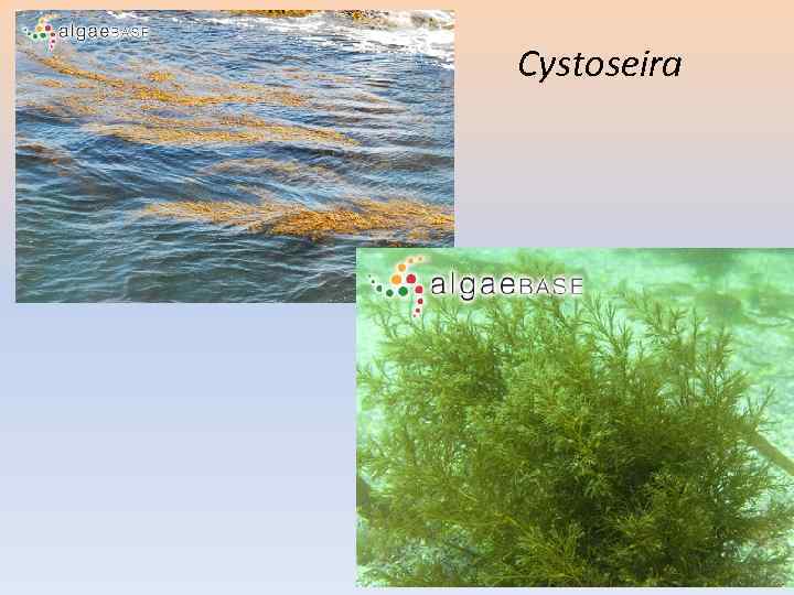 Cystoseira 