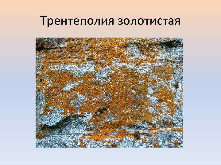 Трентеполия золотистая 