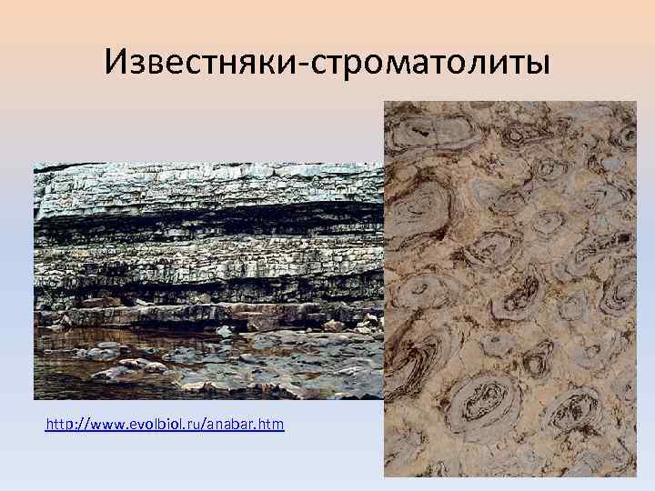 Известняки-строматолиты http: //www. evolbiol. ru/anabar. htm 