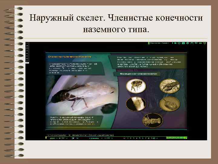 Наружный скелет. Членистые конечности наземного типа. 