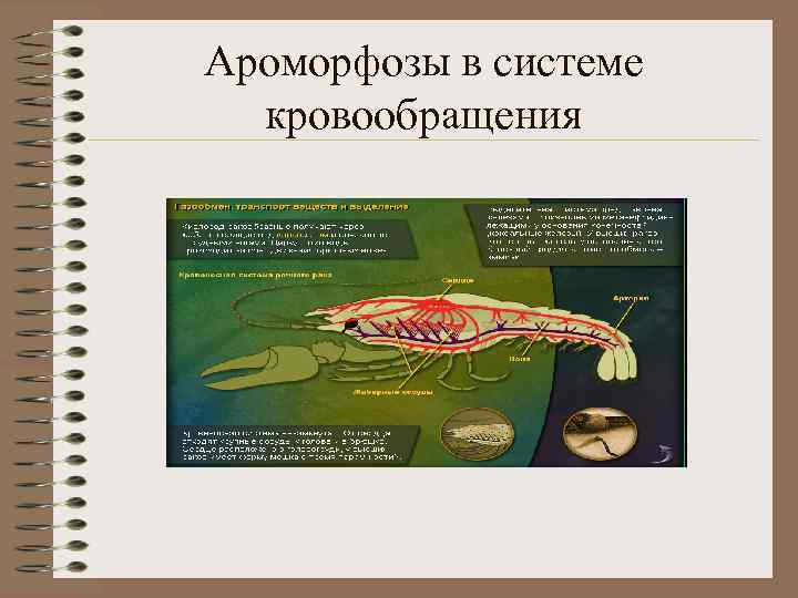 Ароморфозы в системе кровообращения 