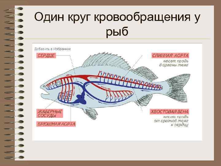 Один круг кровообращения у рыб 