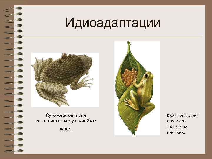 Идиоадаптации Суринамская пипа вынашивает икру в ячейках кожи. Квакша строит для икры гнездо из