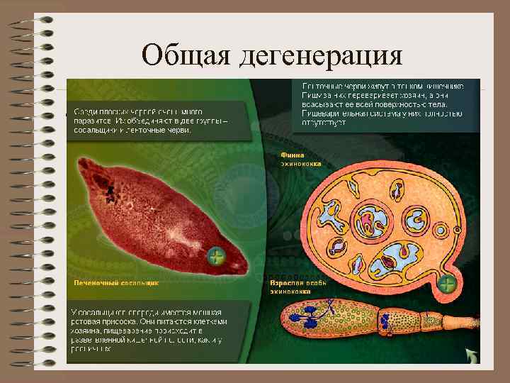 Общая дегенерация • Паразитизм 