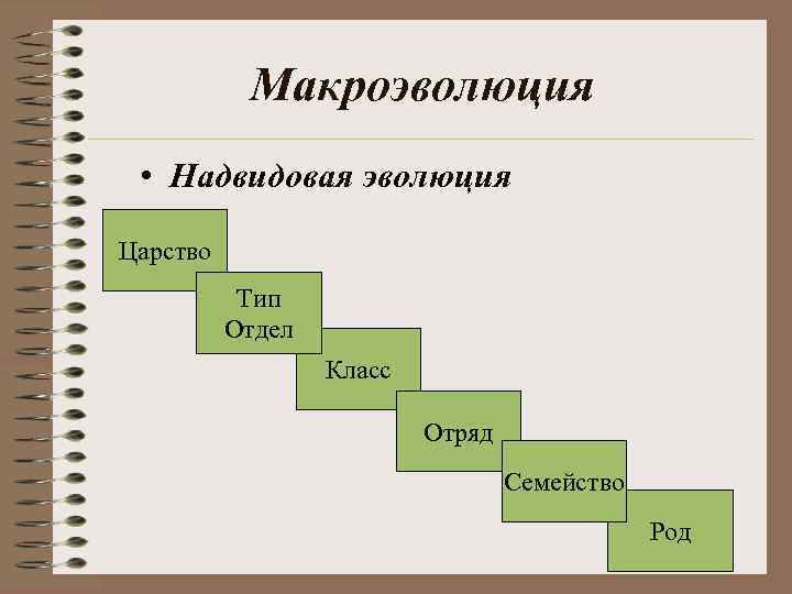 Макроэволюция • Надвидовая эволюция Царство Тип Отдел Класс Отряд Семейство Род 