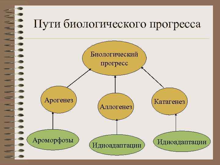 Пути биологического прогресса Биологический прогресс Арогенез Ароморфозы Аллогенез Идиоадаптации Катагенез Идиоадаптации 