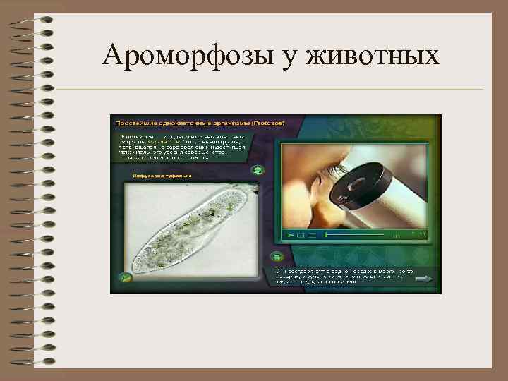 Ароморфозы у животных 