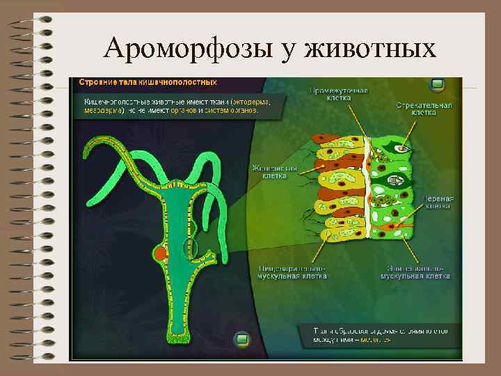 Ароморфозы у животных 