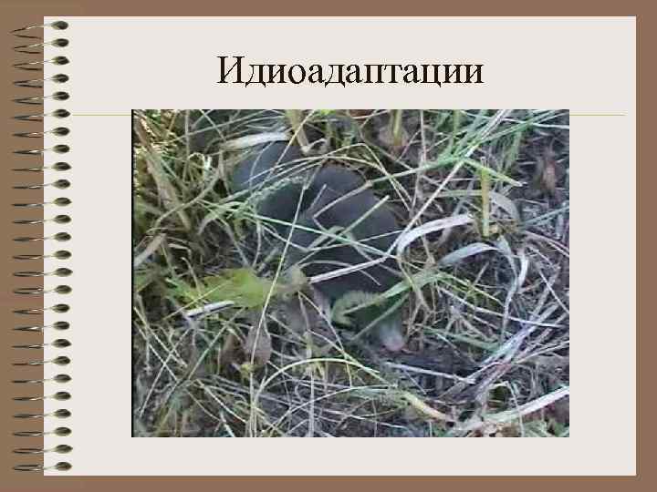 Идиоадаптации 