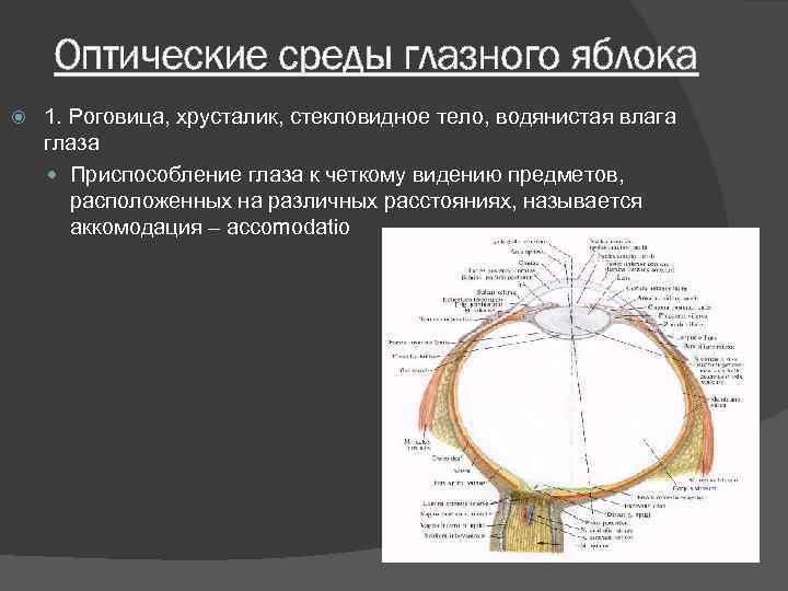 Среда глаза