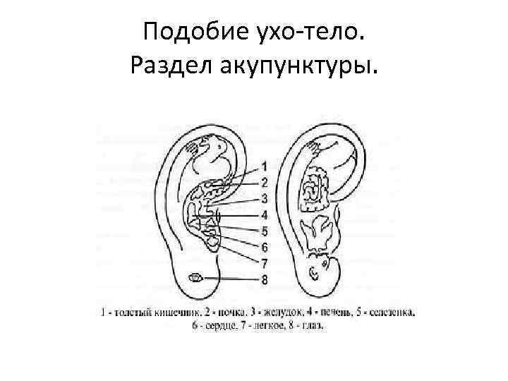 Подобие ухо-тело. Раздел акупунктуры. 