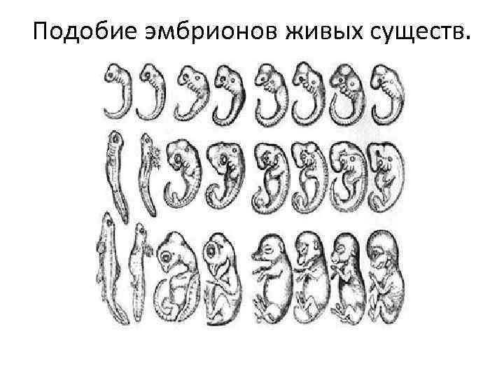 Подобие эмбрионов живых существ. 