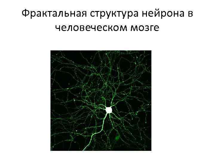 Фрактальная структура нейрона в человеческом мозге 