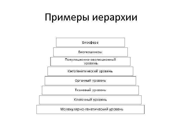 Примеры иерархии Молекулярно-генетический уровень 