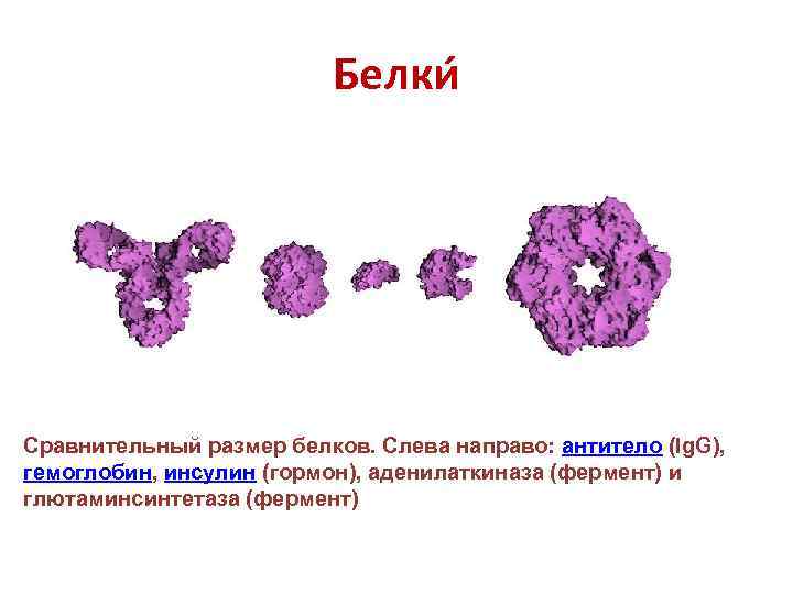 Белки Сравнительный размер белков. Слева направо: антитело (Ig. G), гемоглобин, инсулин (гормон), аденилаткиназа (фермент)