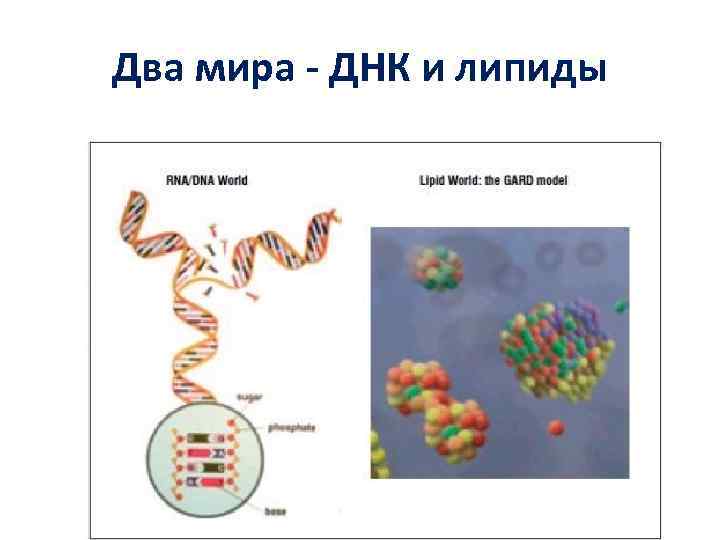 Два мира - ДНК и липиды 