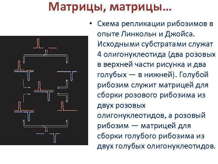 Матрицы, матрицы… • Схема репликации рибозимов в опыте Линкольн и Джойса. Исходными субстратами служат