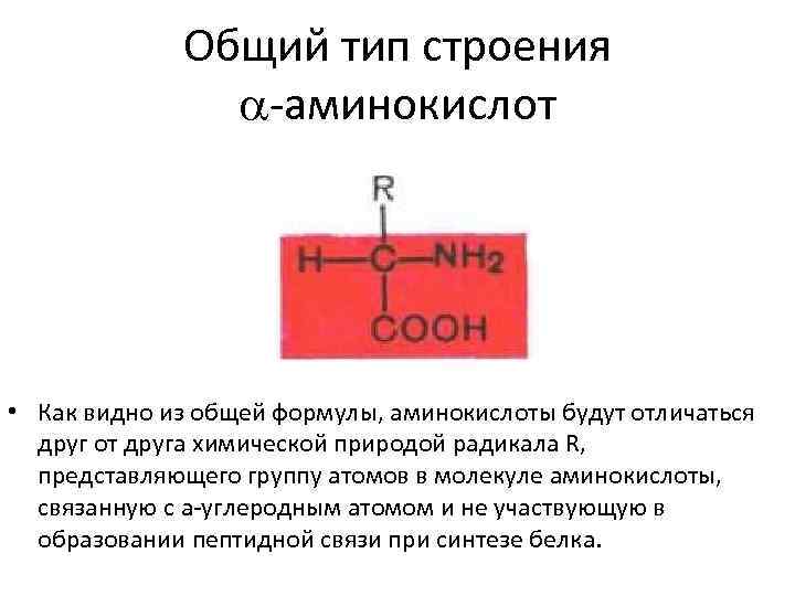Общий тип строения -аминокислот • Как видно из общей формулы, аминокислоты будут отличаться друг