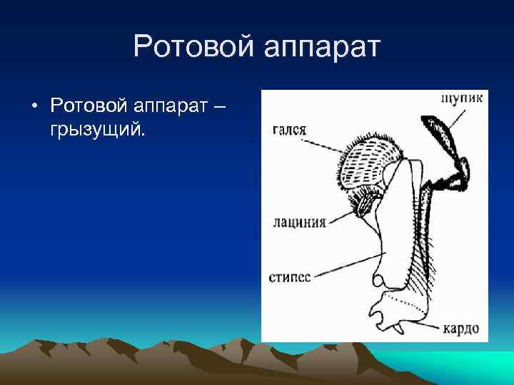 Ротовой аппарат • Ротовой аппарат – грызущий. 