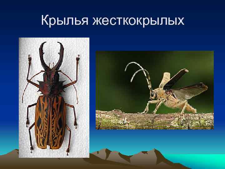 Крылья жесткокрылых 
