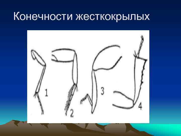 Конечности жесткокрылых 