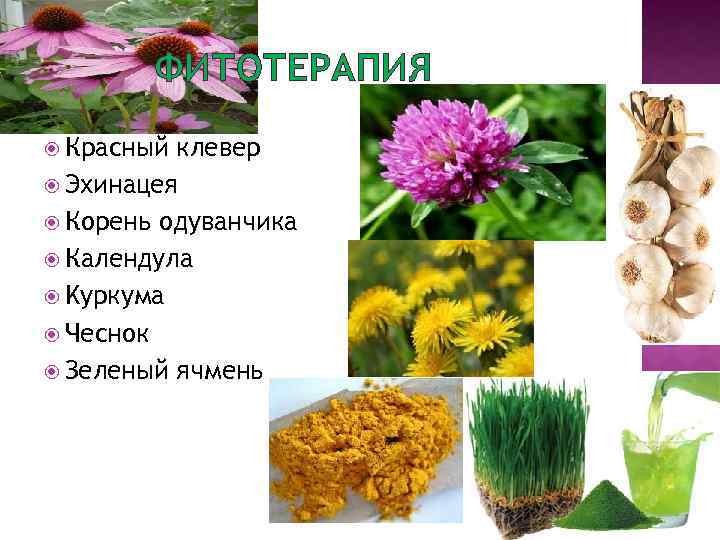 ФИТОТЕРАПИЯ Красный клевер Эхинацея Корень одуванчика Календула Kуркума Чеснок Зеленый ячмень 