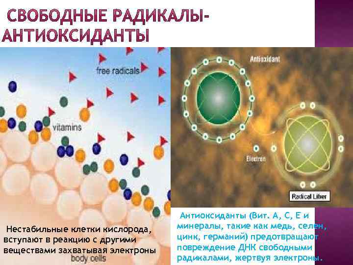 Нестабильные клетки кислорода, вступают в реакцию с другими веществами захватывая электроны Антиоксиданты (Вит. А,