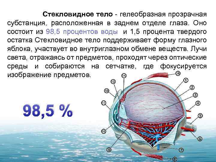 Из чего состоит точка зрения. Стекловидное тело глаза анатомия. Стекловидное тело строение и функции. Функции стекловидного тела глаза. Стекловидное тело глаза строение и функции.