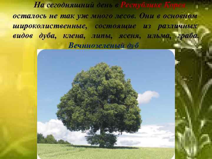 На сегодняшний день в Республике Корея осталось не так уж много лесов. Они в