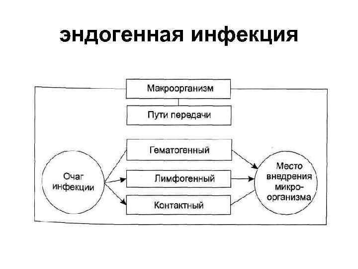 эндогенная инфекция 