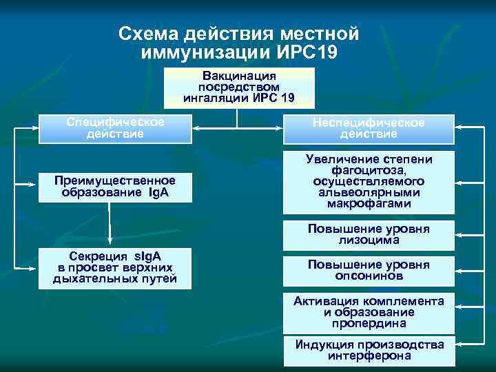 Схема действия местной иммунизации ИРС 19 Вакцинация посредством ингаляции ИРС 19 Специфическое действие Неспецифическое