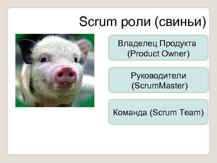 Scrum роли (свиньи) Владелец Продукта (Product Owner) Руководители (Scrum. Master) Команда (Scrum Team) 