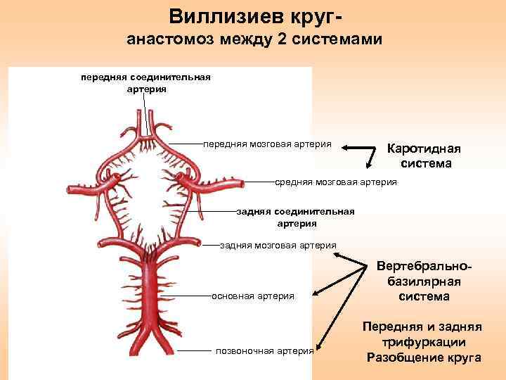 Артерии круг головного мозга. Артериальный круг большого мозга схема. Кровообращение головного мозга Виллизиев круг. Внутренняя Сонная артерия Виллизиев круг. Схема артериального круга головного мозга.