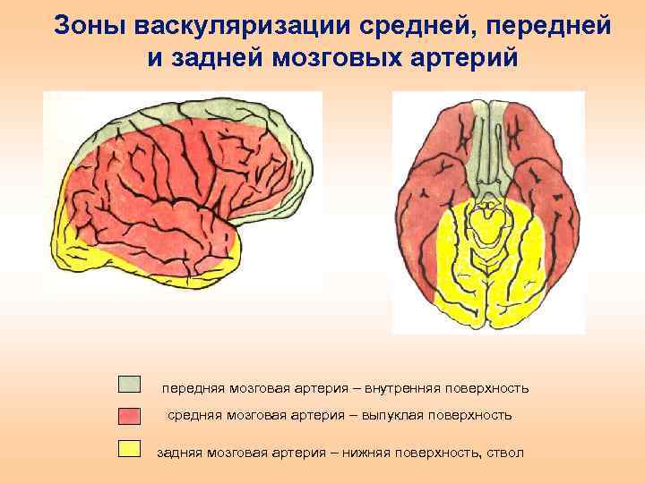 Зоны васкуляризации средней, передней и задней мозговых артерий передняя мозговая артерия – внутренняя поверхность