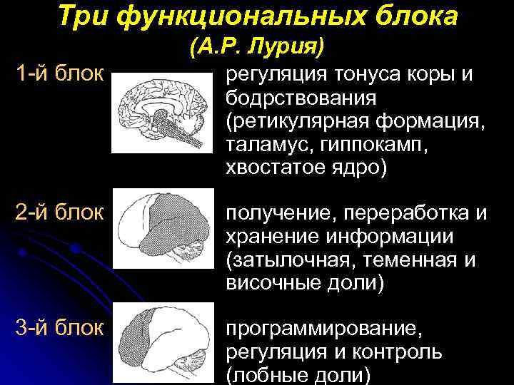 Функциональные блоки лурия