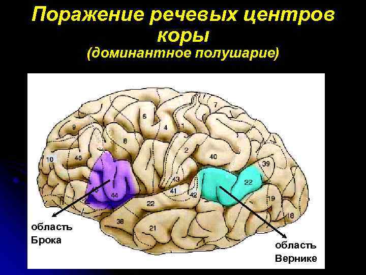 Высшие корковые функции презентация