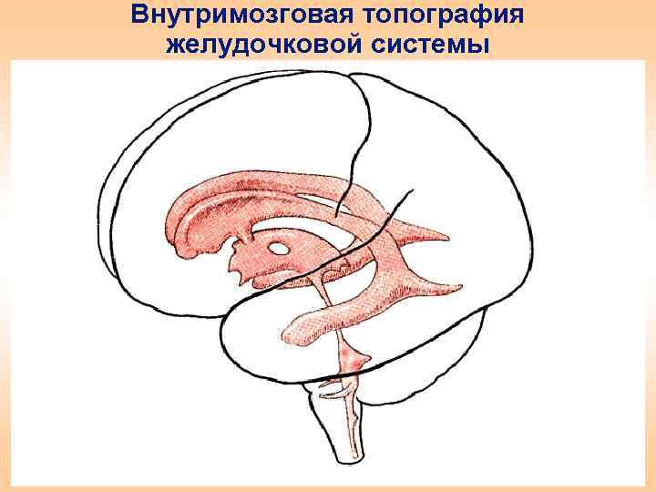 Внутримозговая топография желудочковой системы 