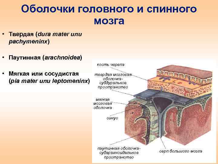 Оболочки головного мозга