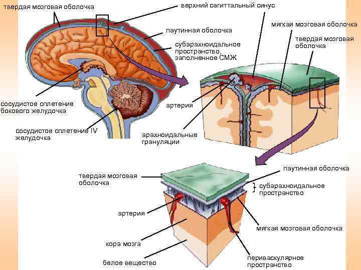 Оболочки головного мозга рисунок