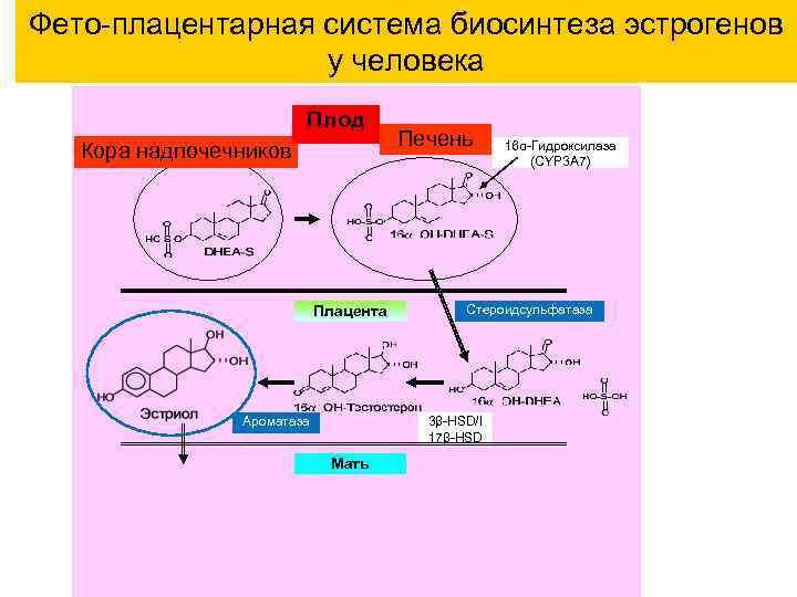 Фето-плацентарная система биосинтеза эстрогенов у человека Плод Кора надпочечников Плацента Печень Стероидсульфатаза 3β-HSD/I 17β-HSD
