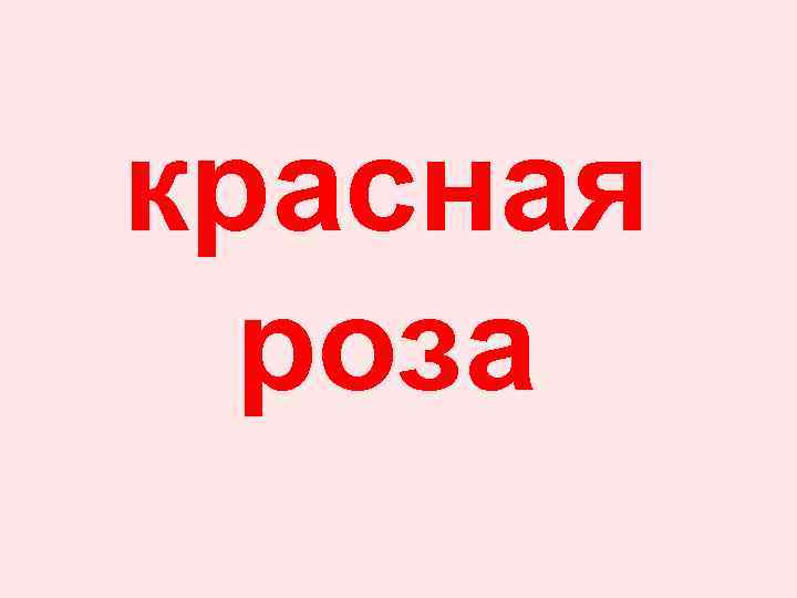 красная роза 