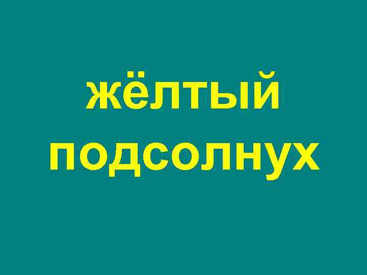 жёлтый подсолнух 